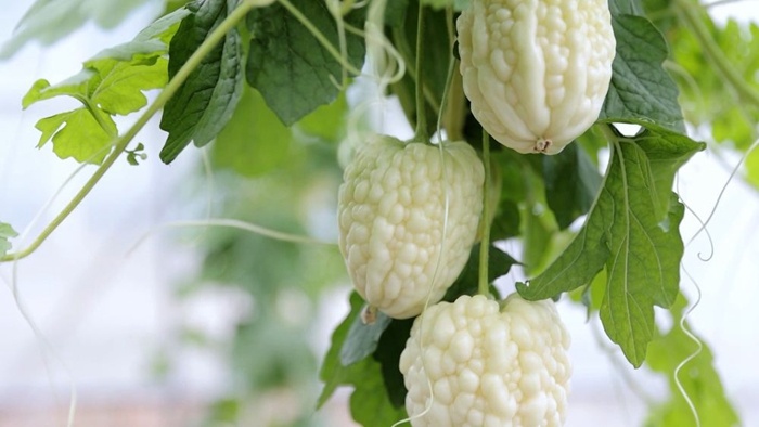送彩金500的网站大白菜